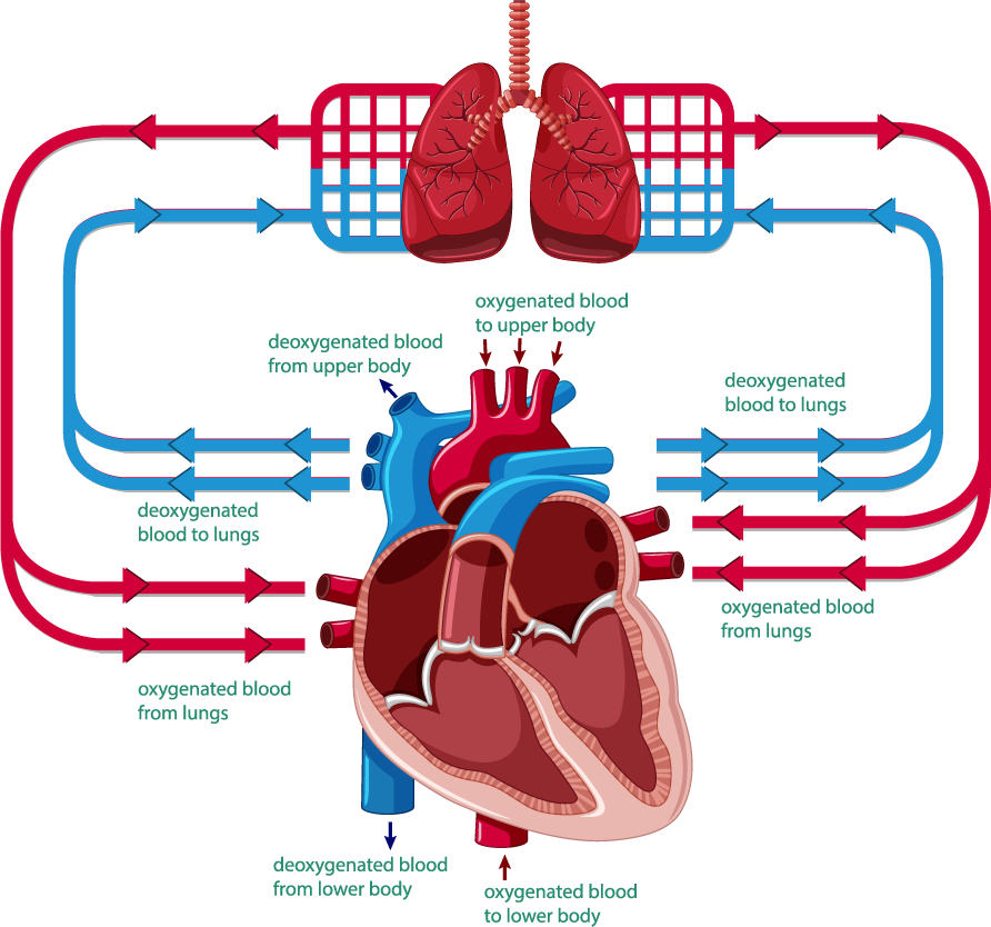 Heart Blood Vessels