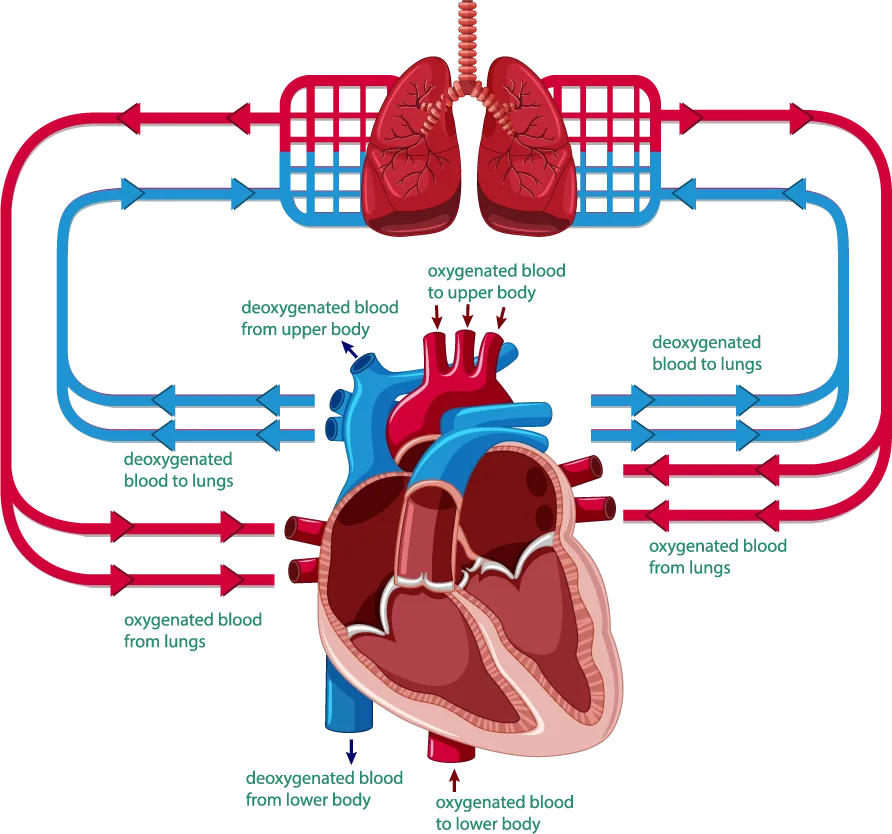 Heart Blood Vessels